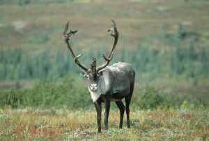 caribou_full_face_and_placement_of_antlers_on_head